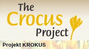 projekt krokus