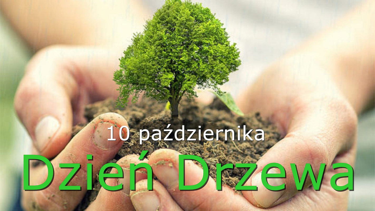 10 października Dzień Drzewa; dłonie trzymające posadzone mini drzewo liściaste, symbolizujące dbanie o drzewa przez człowieka